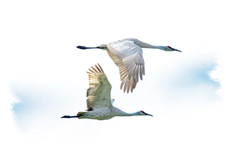 Migration Planning: Moving Teams Smoothly From Old to New Shift Patterns